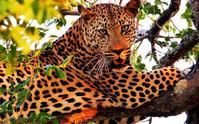 Wine and Wildlife Safari to South Africa