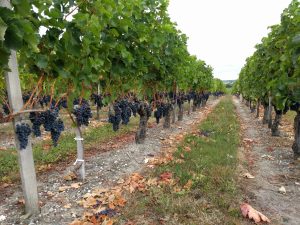 Bordeaux Wine Cruise through Southwest France