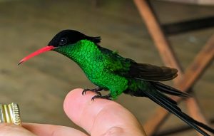 Feeding at the Rockland Hummingbird Sanctuary
