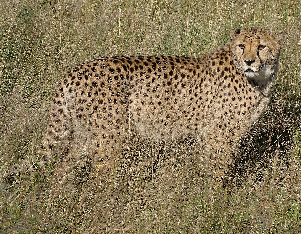 Okonjima Nature Reserve